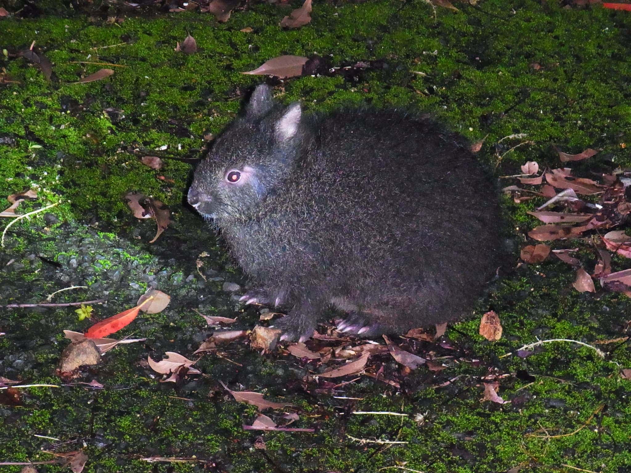 夜の森で出会えるアマミノクロウサギ