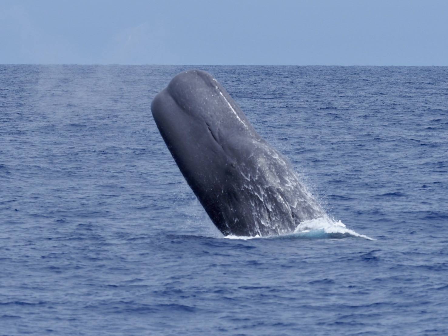 水面近くを泳ぐマッコウクジラの水中写真
