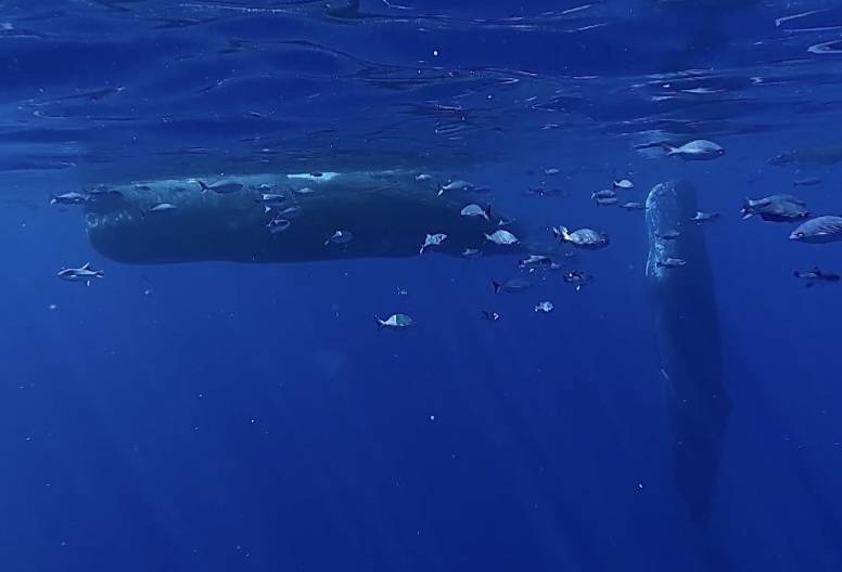 並んで泳ぐ二頭のマッコウクジラ