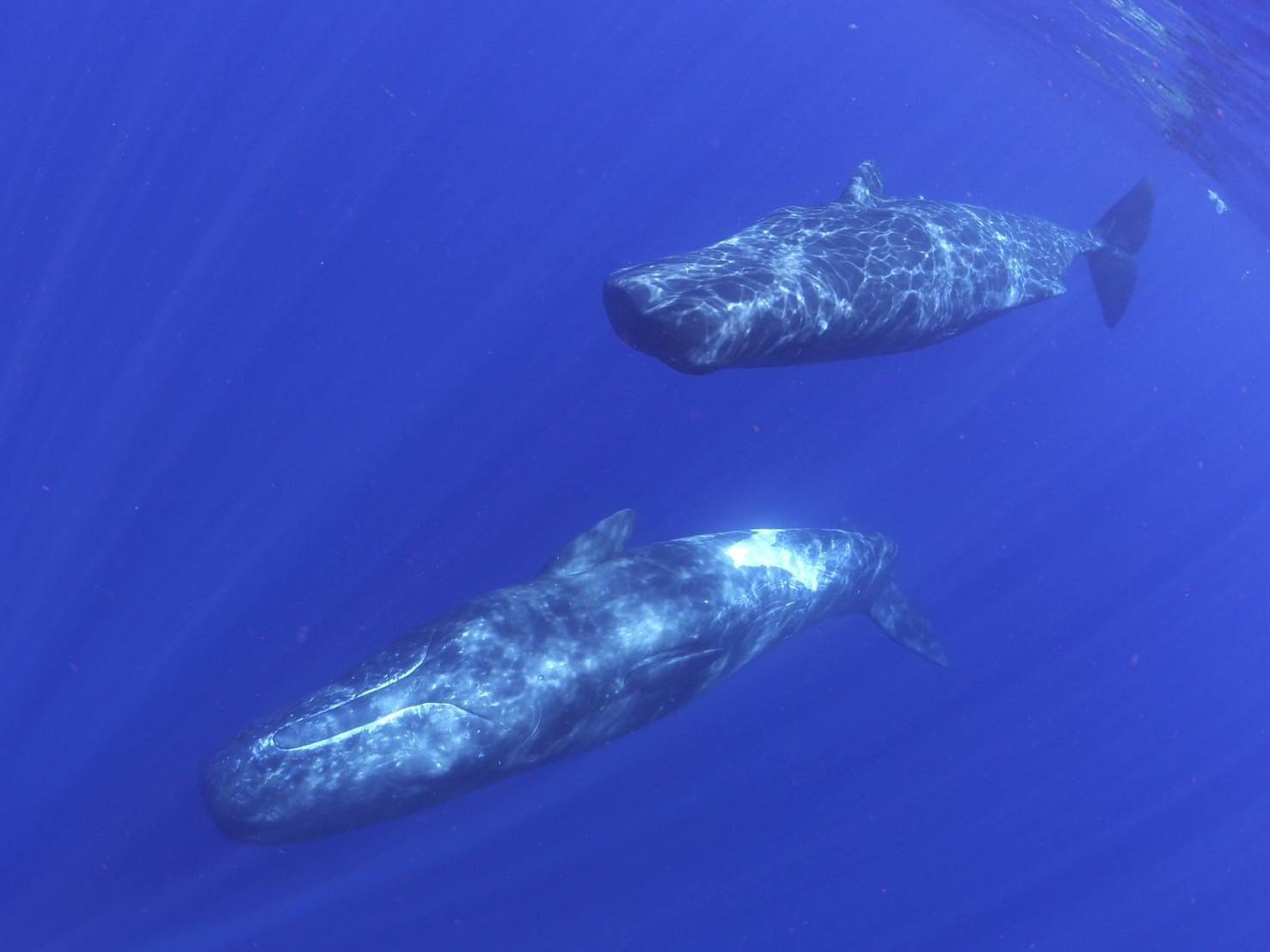 光が差し込む海中を泳ぐマッコウクジラ
