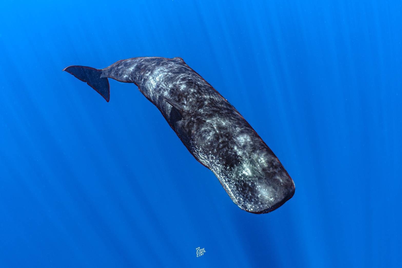 深い青の海を泳ぐマッコウクジラ
