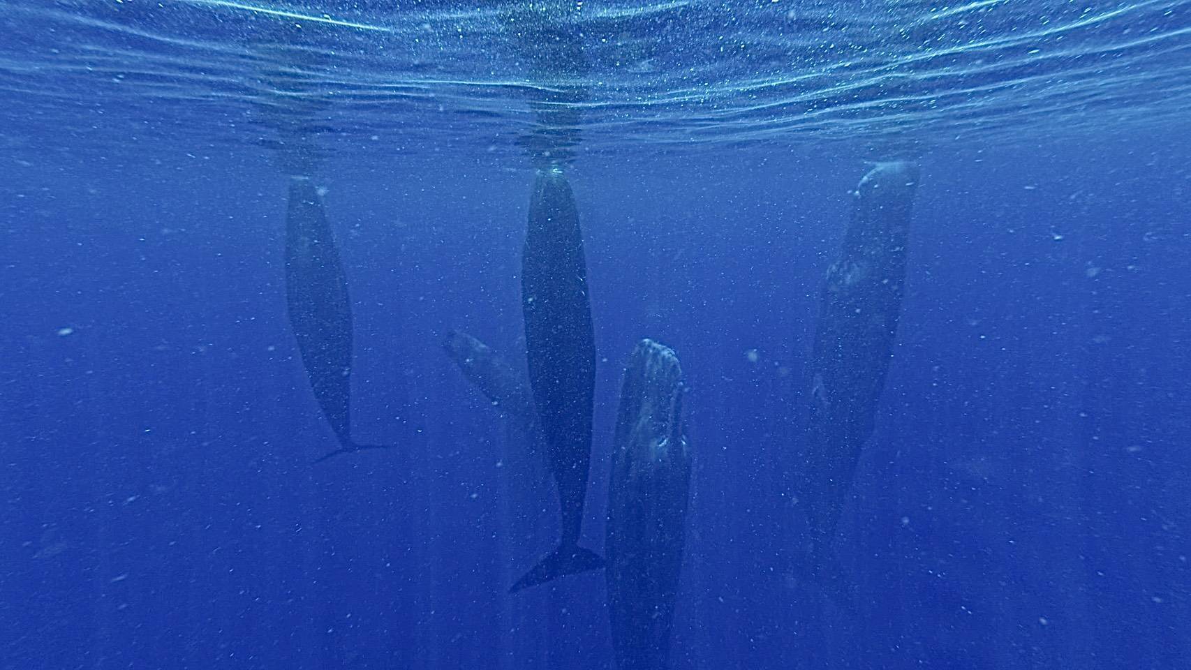 海中で休息するマッコウクジラの群れ