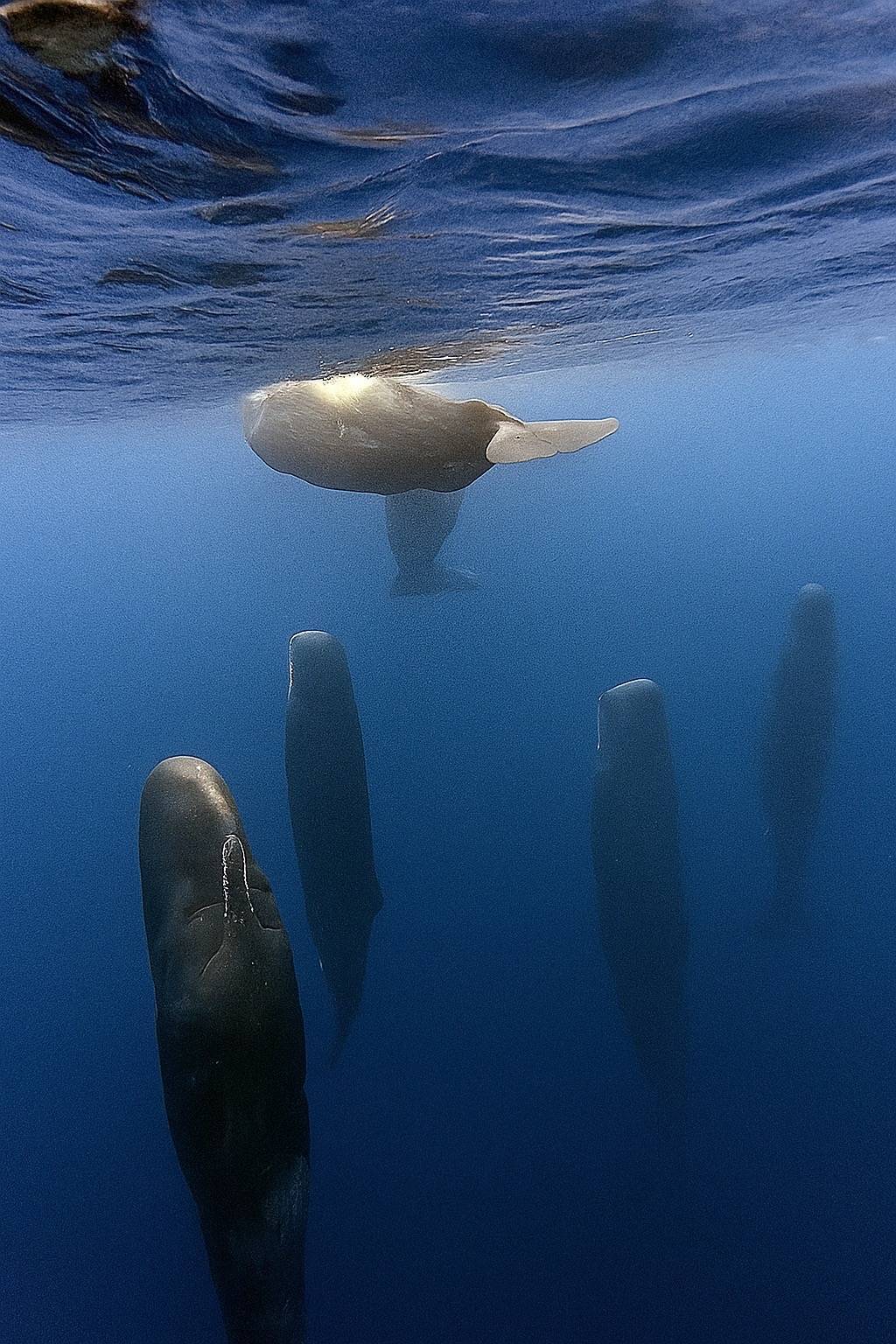 海中で縦に漂うマッコウクジラ