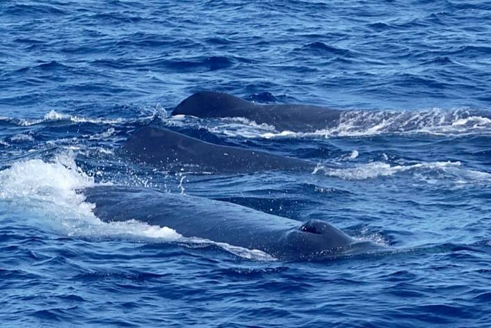 外洋で水面に現れるマッコウクジラの群れ