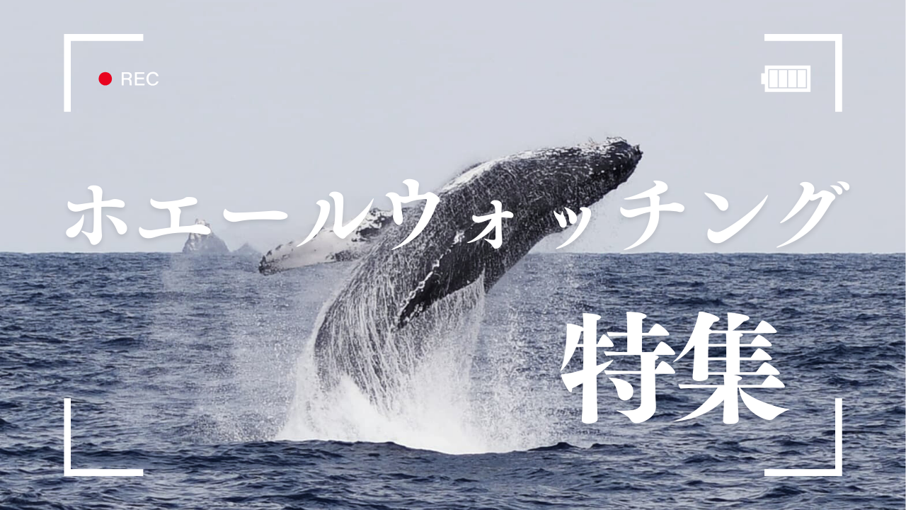 https://tabisuru-usagi.com/feature-whale-watching/