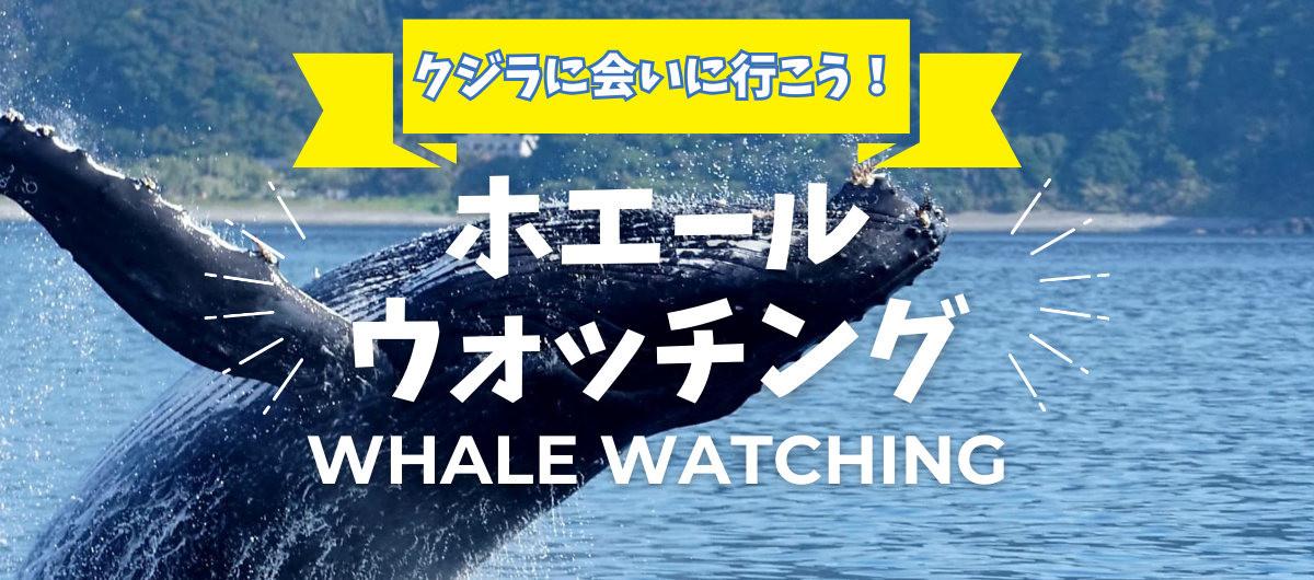 https://tabisuru-usagi.com/feature-whale-watching