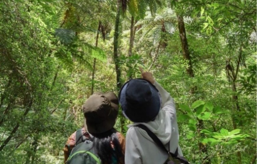 金作原原生林散策とマングローブカヌー