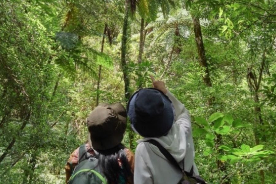 金作原原生林散策とマングローブカヌー