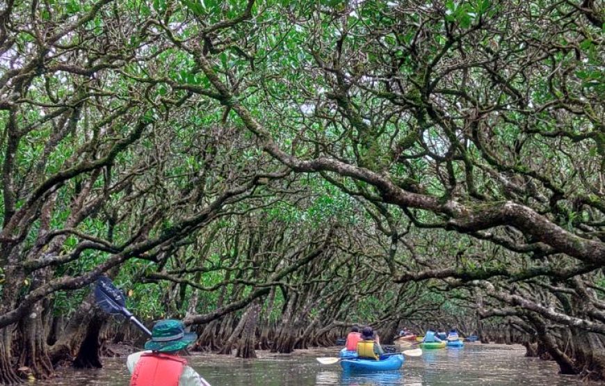 金作原原生林散策とマングローブカヌー