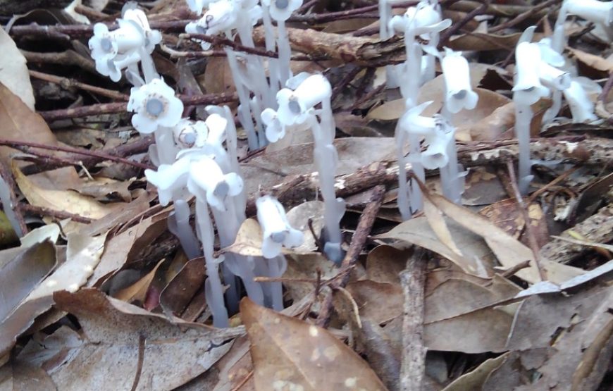 金作原原生林散策とマングローブカヌー