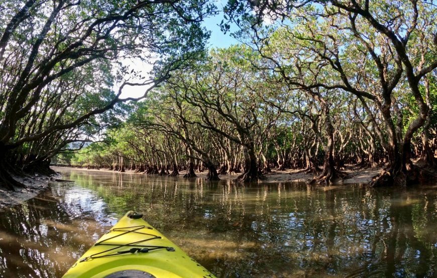 奄美大島の1組限定マングローブカヌー体験