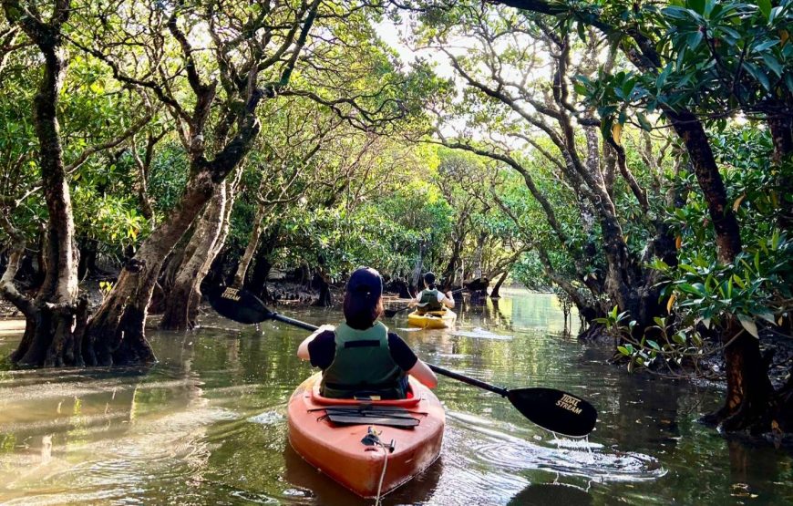 奄美大島の1組限定マングローブカヌー体験