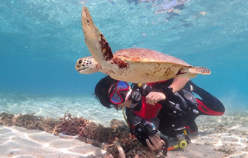 【奄美大島】半日ビーチ体験ダイビングコース