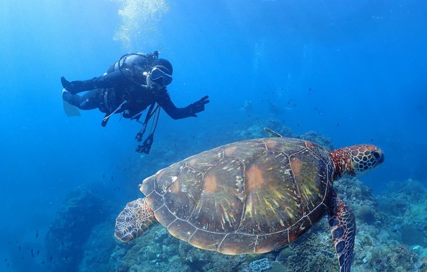 【Cカード保持者向け】奄美北部ファンダイビングコース