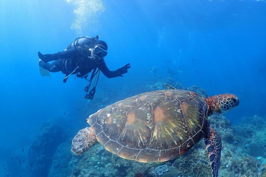 【Cカード保持者向け】奄美北部ファンダイビングコース