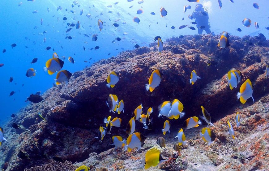 【Cカード保持者向け】奄美北部ファンダイビングコース