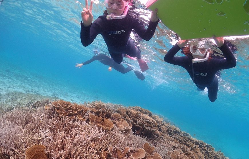 【奄美大島】ウミガメ探検シュノーケルコース