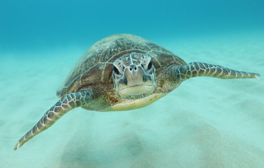 【奄美大島】ウミガメ探検シュノーケルコース