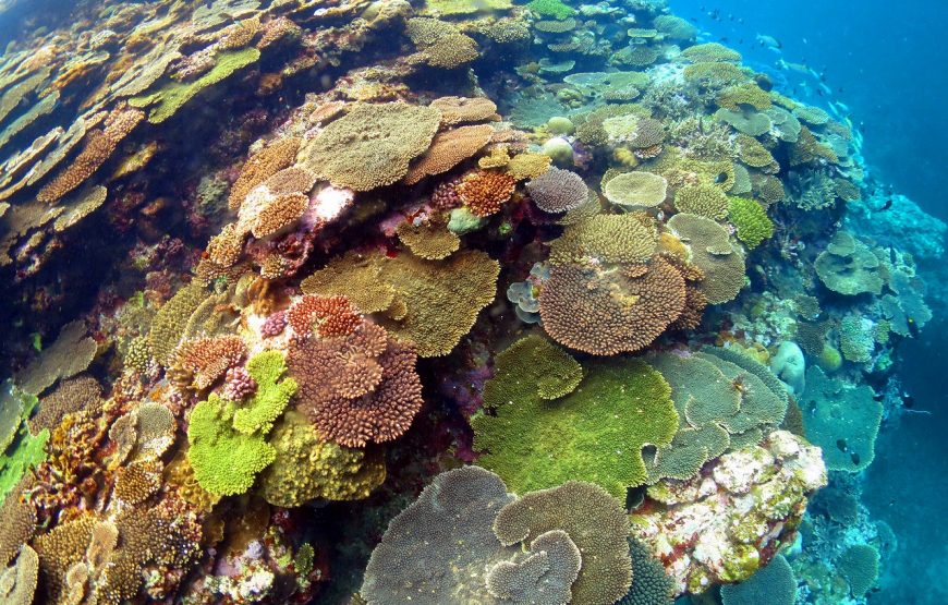 【奄美大島】ウミガメ探検シュノーケルコース