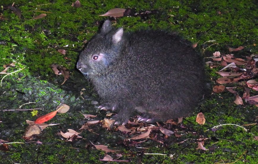 亜熱帯の森アマミノクロウサギナイトツアー