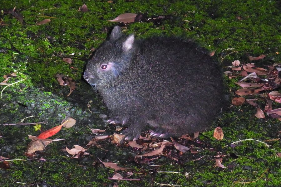 亜熱帯の森アマミノクロウサギナイトツアー