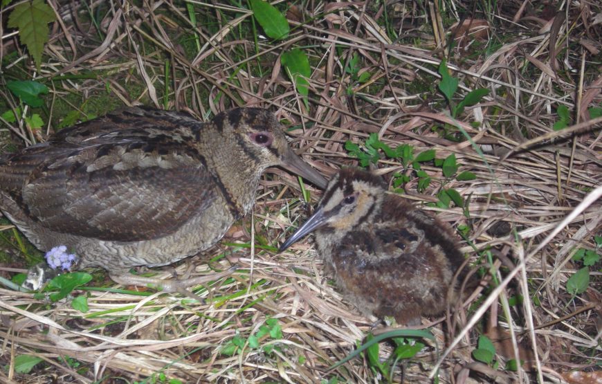 亜熱帯の森アマミノクロウサギナイトツアー