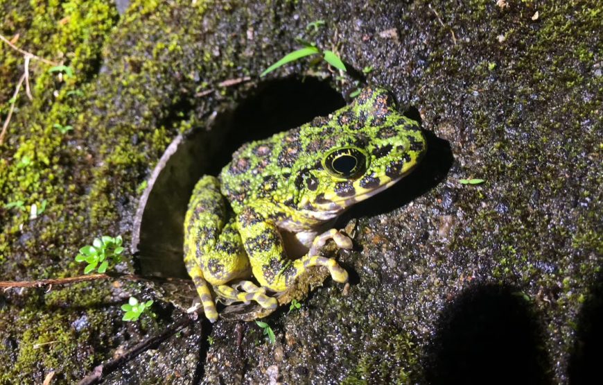 亜熱帯の森アマミノクロウサギナイトツアー