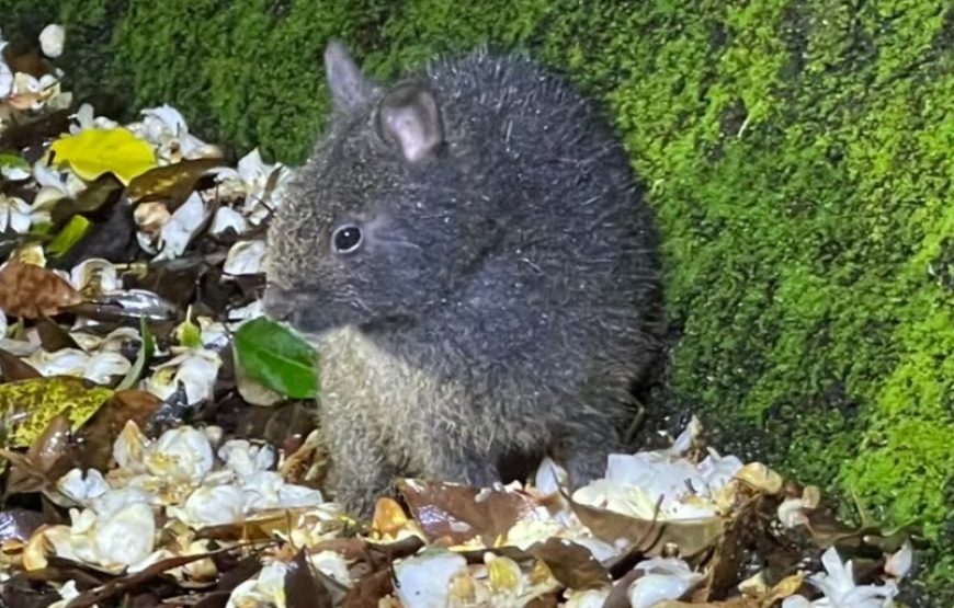 亜熱帯の森アマミノクロウサギナイトツアー