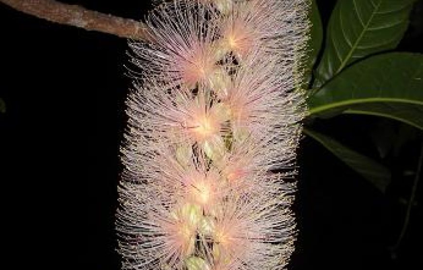 亜熱帯の森アマミノクロウサギナイトツアー