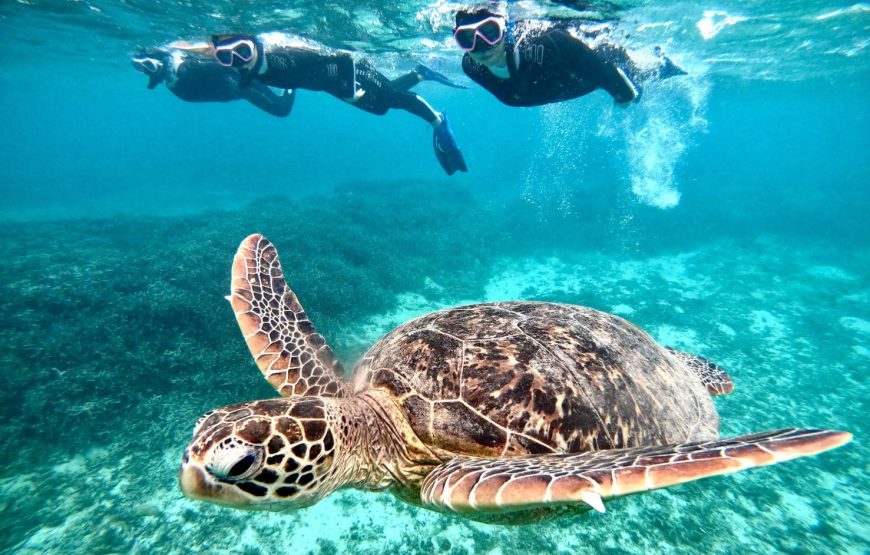 奄美ブルーの海で海ガメと泳ごう！！高確率で逢える・海ガメ探索シュノーケル！