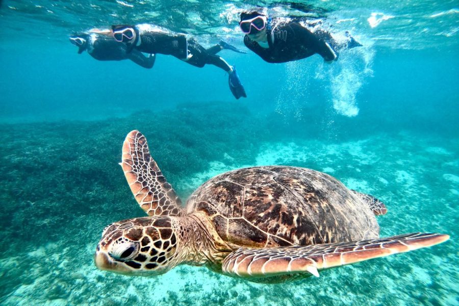 奄美ブルーの海で海ガメと泳ごう！！高確率で逢える・海ガメ探索シュノーケル！