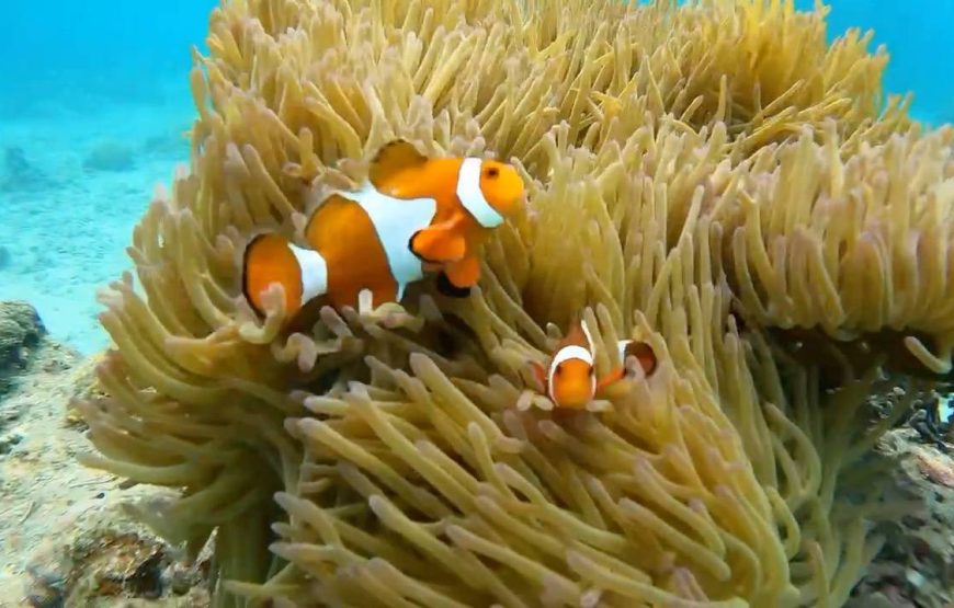 奄美ブルーの海で海ガメと泳ごう！！高確率で逢える・海ガメ探索シュノーケル！