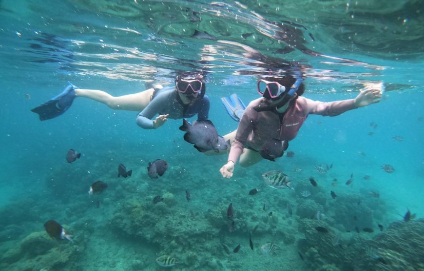 奄美ブルーの海で海ガメと泳ごう！！高確率で逢える・海ガメ探索シュノーケル！