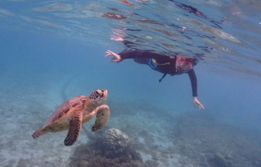ウミガメ遭遇率99％シュノーケリングとマングローブ探検カヌー