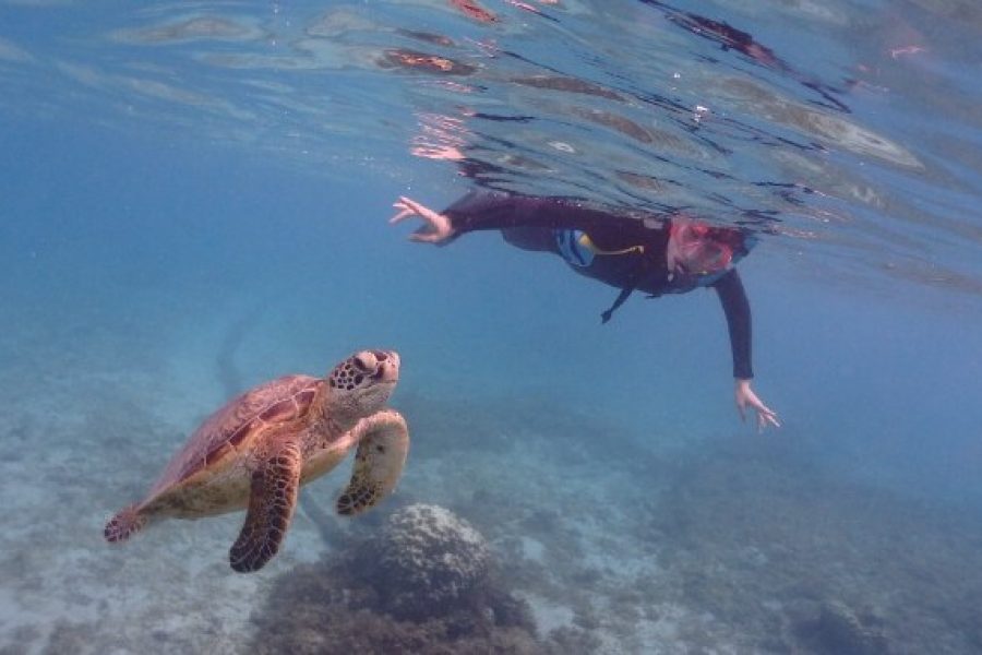 ウミガメ遭遇率99％シュノーケリングとマングローブ探検カヌー