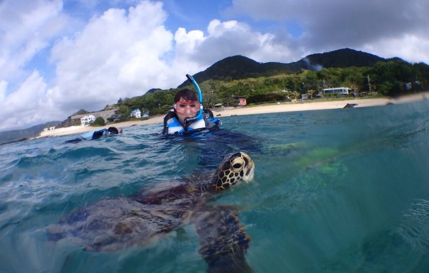 ウミガメ遭遇率99％シュノーケリングとマングローブ探検カヌー