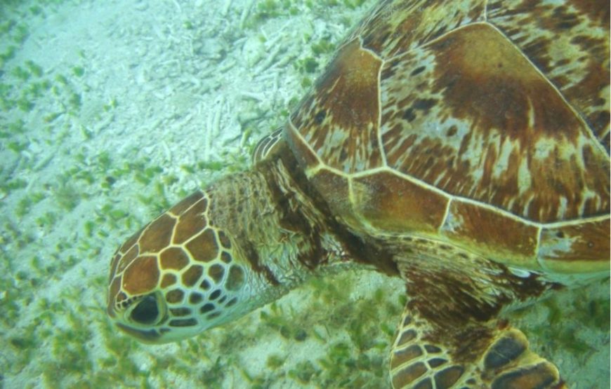 ウミガメ遭遇率99％シュノーケリングとマングローブ探検カヌー