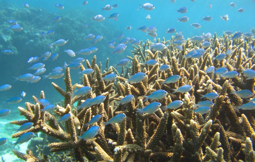 ウミガメ遭遇率99％シュノーケリングとマングローブ探検カヌー