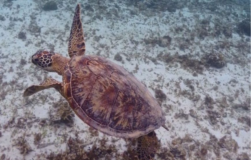 ウミガメ遭遇率99％シュノーケリングとマングローブ探検カヌー