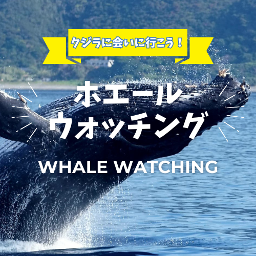 https://tabisuru-usagi.com/feature-whale-watching