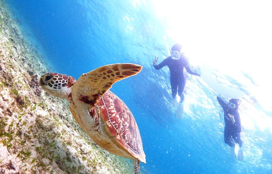 【ウミガメと泳ぐビーチシュノーケル】撮影した写真はその場でプレゼント！持ち物は水着とビーチサンダルだけ！（シャワー・更衣室・ドライヤー・タオル完備）