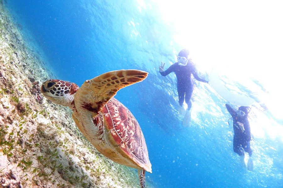 【ウミガメと泳ぐビーチシュノーケル】撮影した写真はその場でプレゼント！持ち物は水着とビーチサンダルだけ！（シャワー・更衣室・ドライヤー・タオル完備）