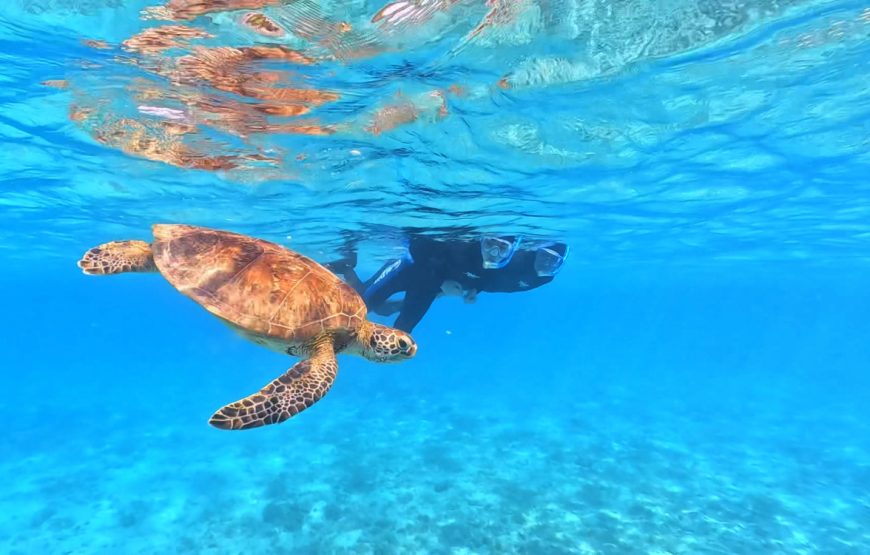 【ウミガメと泳ぐビーチシュノーケル】撮影した写真はその場でプレゼント！持ち物は水着とビーチサンダルだけ！（シャワー・更衣室・ドライヤー・タオル完備）