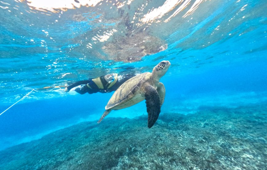 【ウミガメと泳ぐビーチシュノーケル】撮影した写真はその場でプレゼント！持ち物は水着とビーチサンダルだけ！（シャワー・更衣室・ドライヤー・タオル完備）