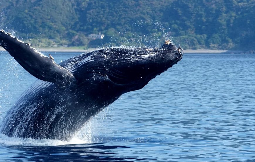 高遭遇率！95%！ マリンスポーツ奄美のホエールウォッチングツアー