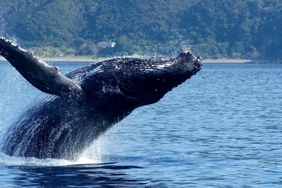 高遭遇率！95%！ マリンスポーツ奄美のホエールウォッチングツアー