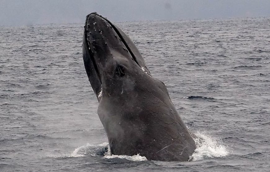 高遭遇率！95%！ マリンスポーツ奄美のホエールウォッチングツアー