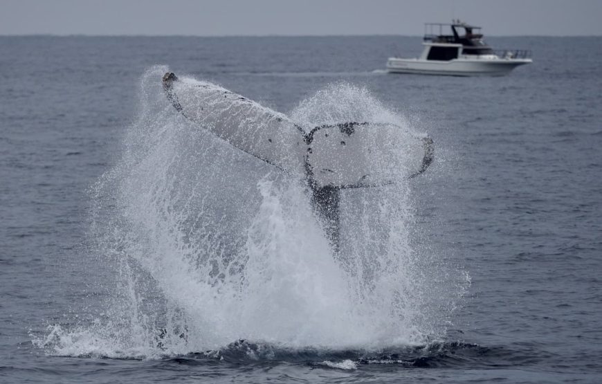 高遭遇率！95%！ マリンスポーツ奄美のホエールウォッチングツアー