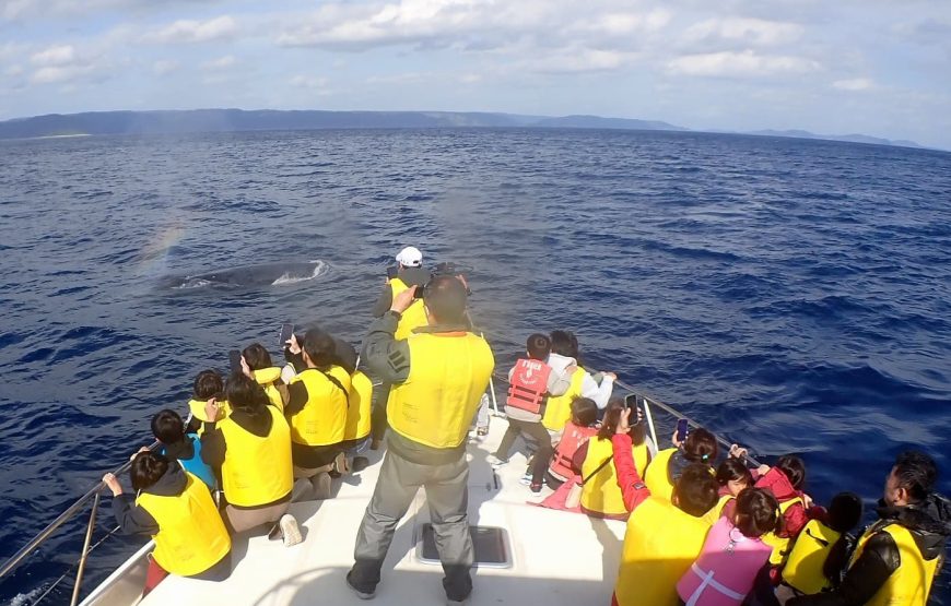 高遭遇率！95%！ マリンスポーツ奄美のホエールウォッチングツアー