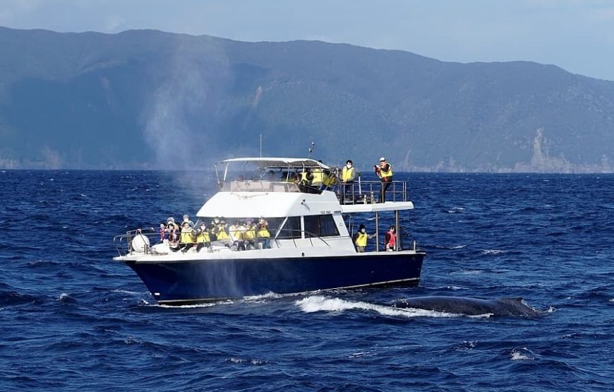 高遭遇率！95%！ マリンスポーツ奄美のホエールウォッチングツアー